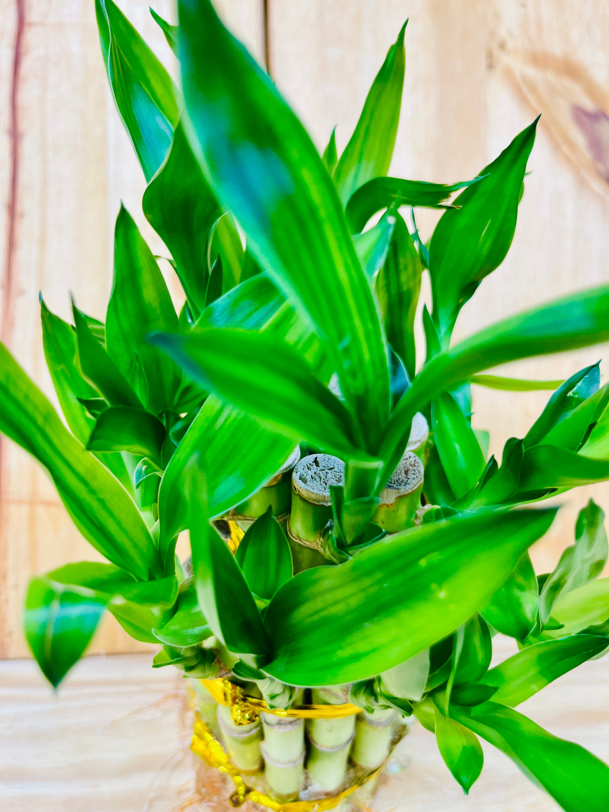 lucky bamboo san jose Live Lucky Bamboo Two Tier Tower