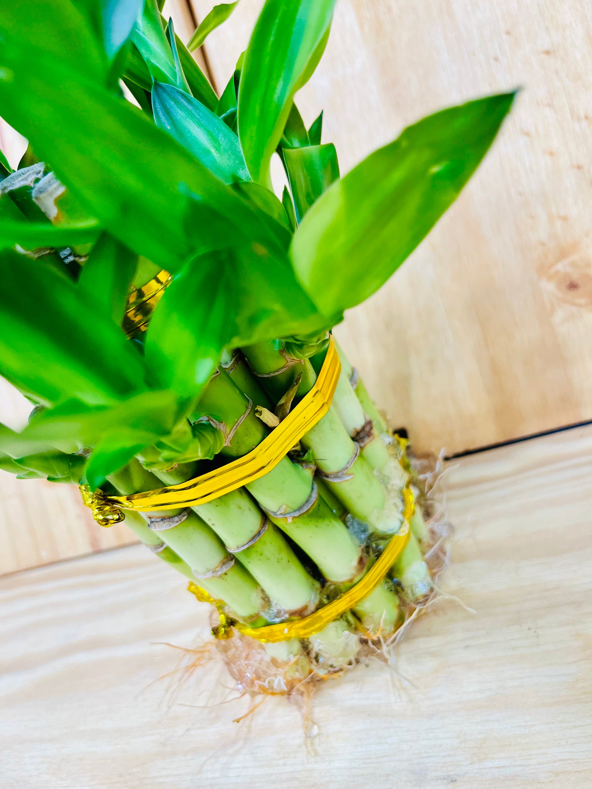 lucky bamboo chinese Live Lucky Bamboo Two Tier Tower