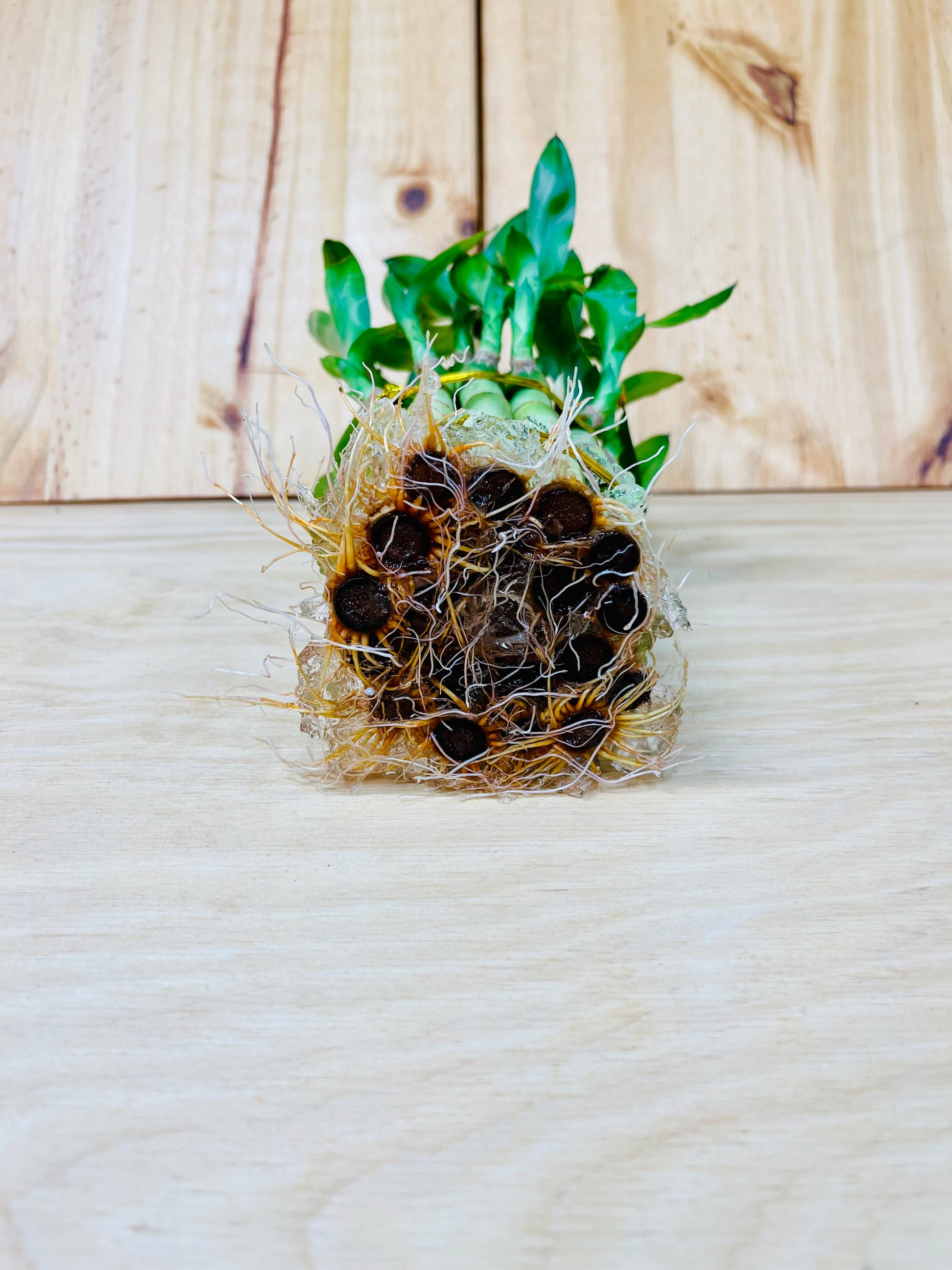 lucky bamboo alto manhattan Live Lucky Bamboo 4” & 6” Tower Arrangement – Houseplants New York LLC