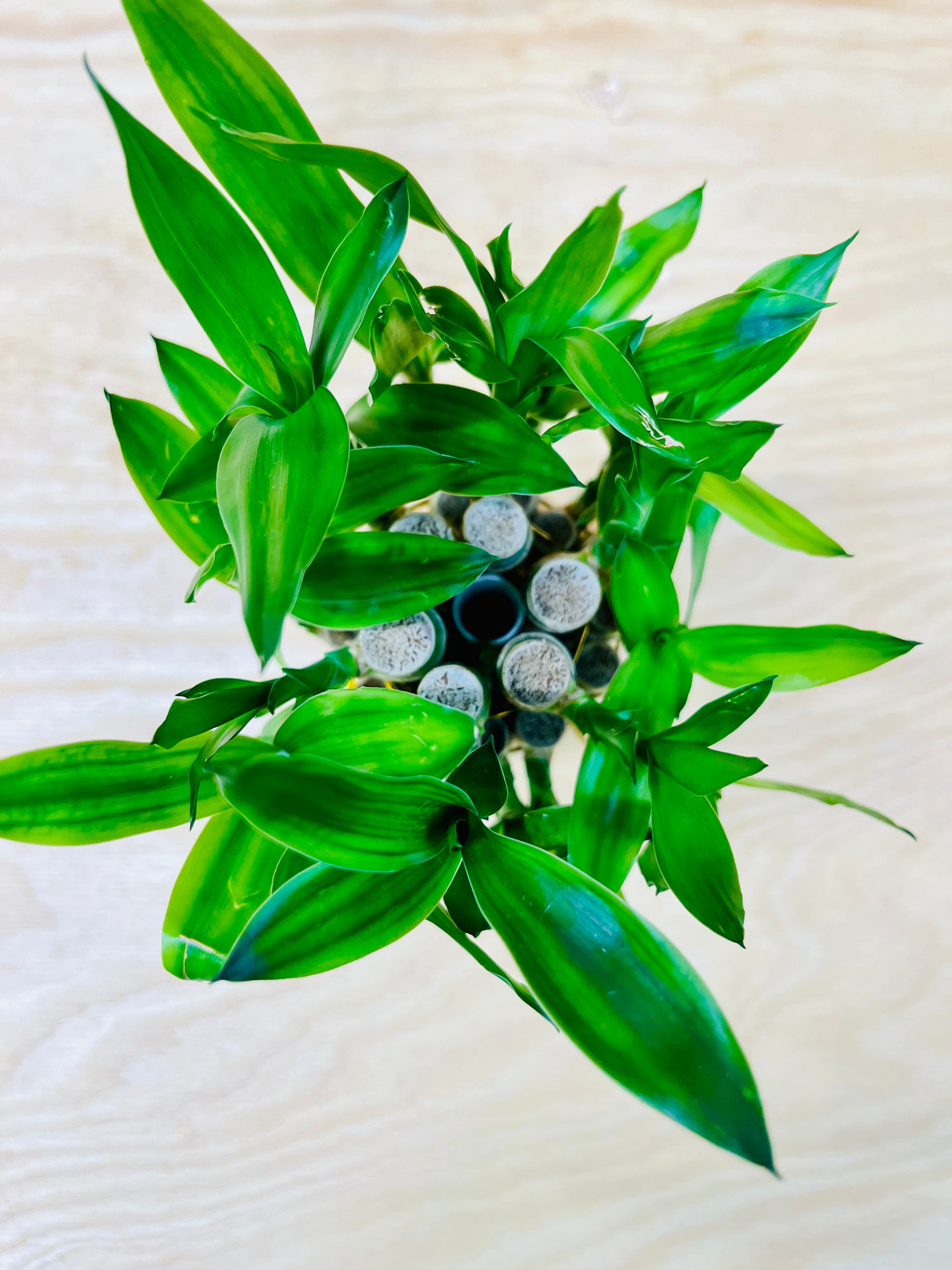 lucky bamboo alto manhattan Live Lucky Bamboo 4” & 6” Tower Arrangement – Houseplants New York LLC