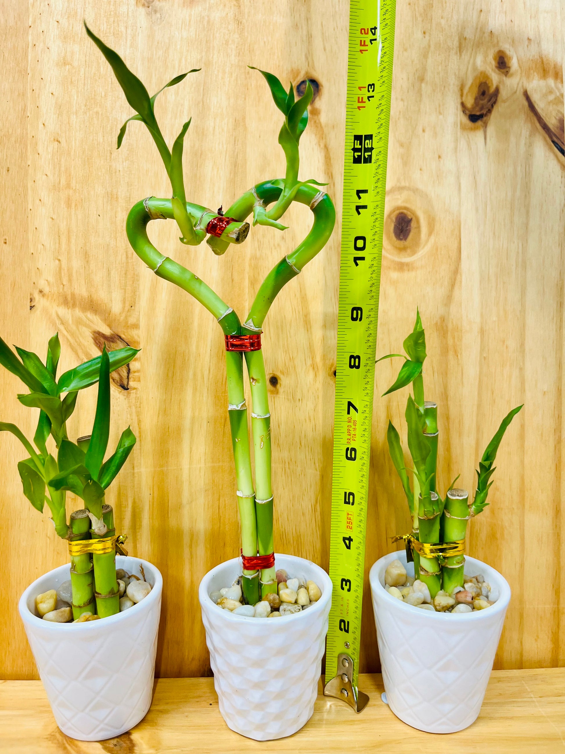 3 lucky bamboo 3 Pack Live Lucky Bamboo Heart Shape in Ceramic Vases – Houseplants New York LLC