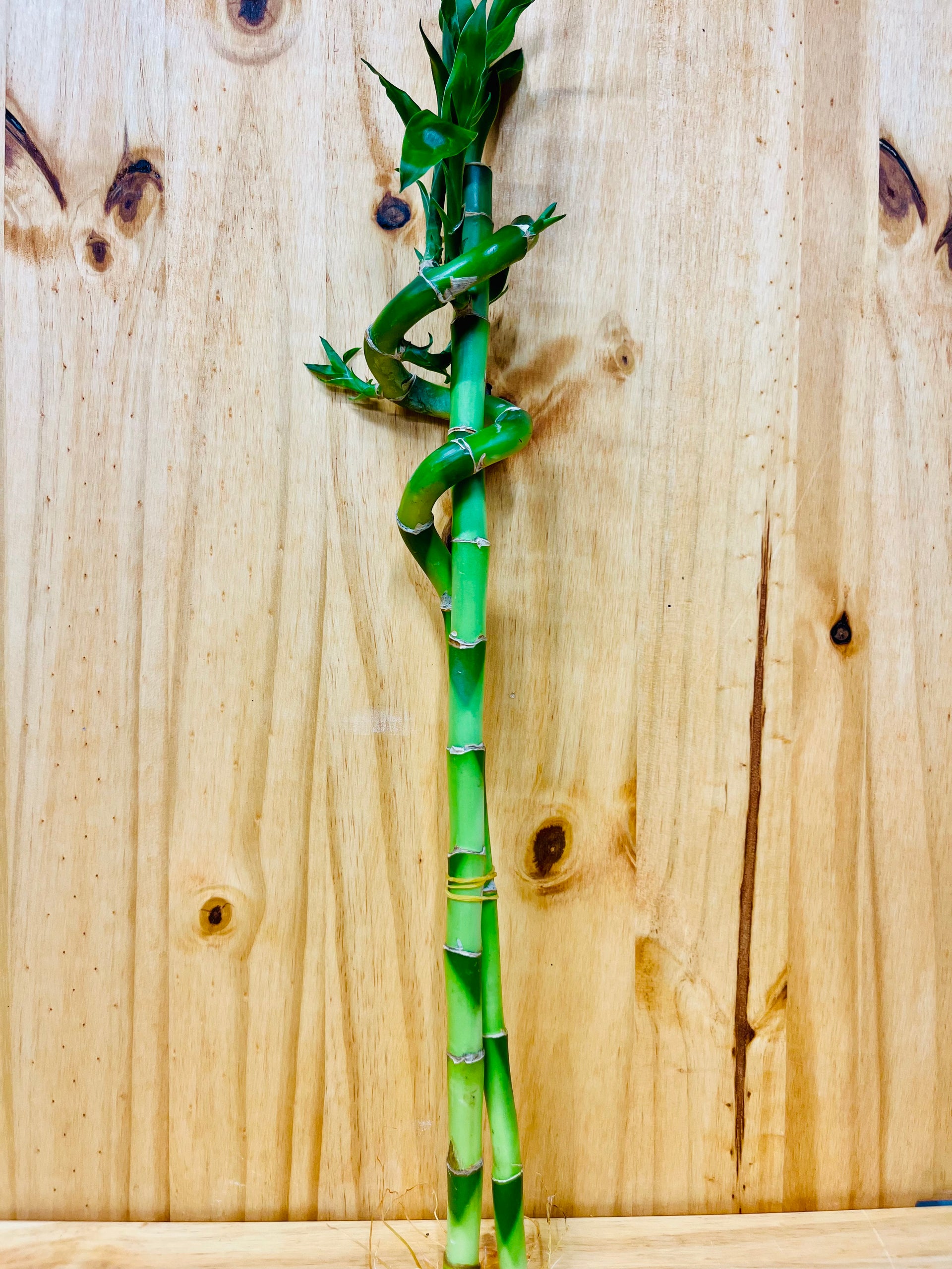 lucky bamboo spiral sticks Live Lucky Bamboo 18” Spiral & Straight Combination – Houseplants New York LLC