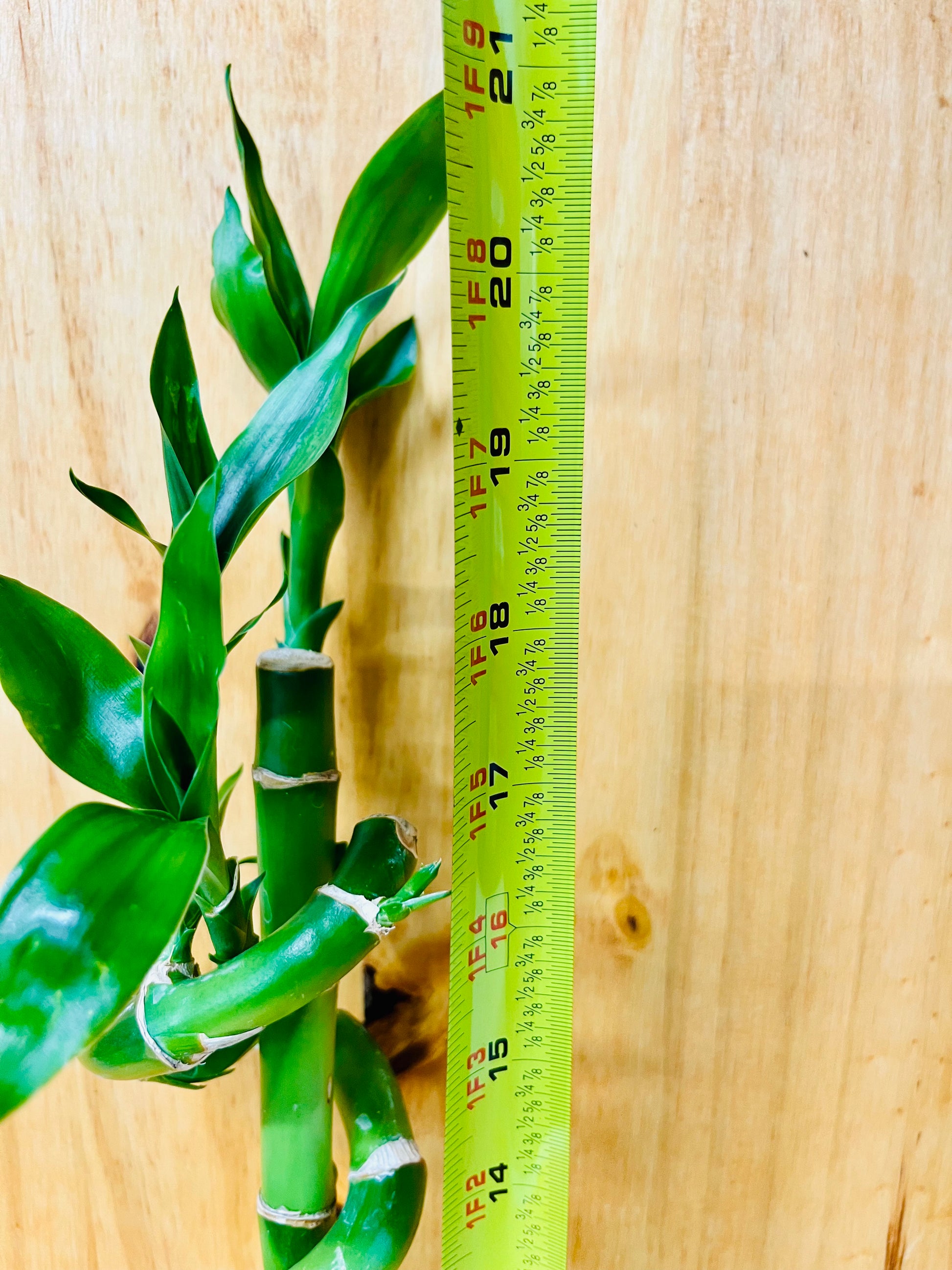 18 stalks lucky bamboo Live Lucky Bamboo 18” Spiral & Straight Combination – Houseplants New York LLC