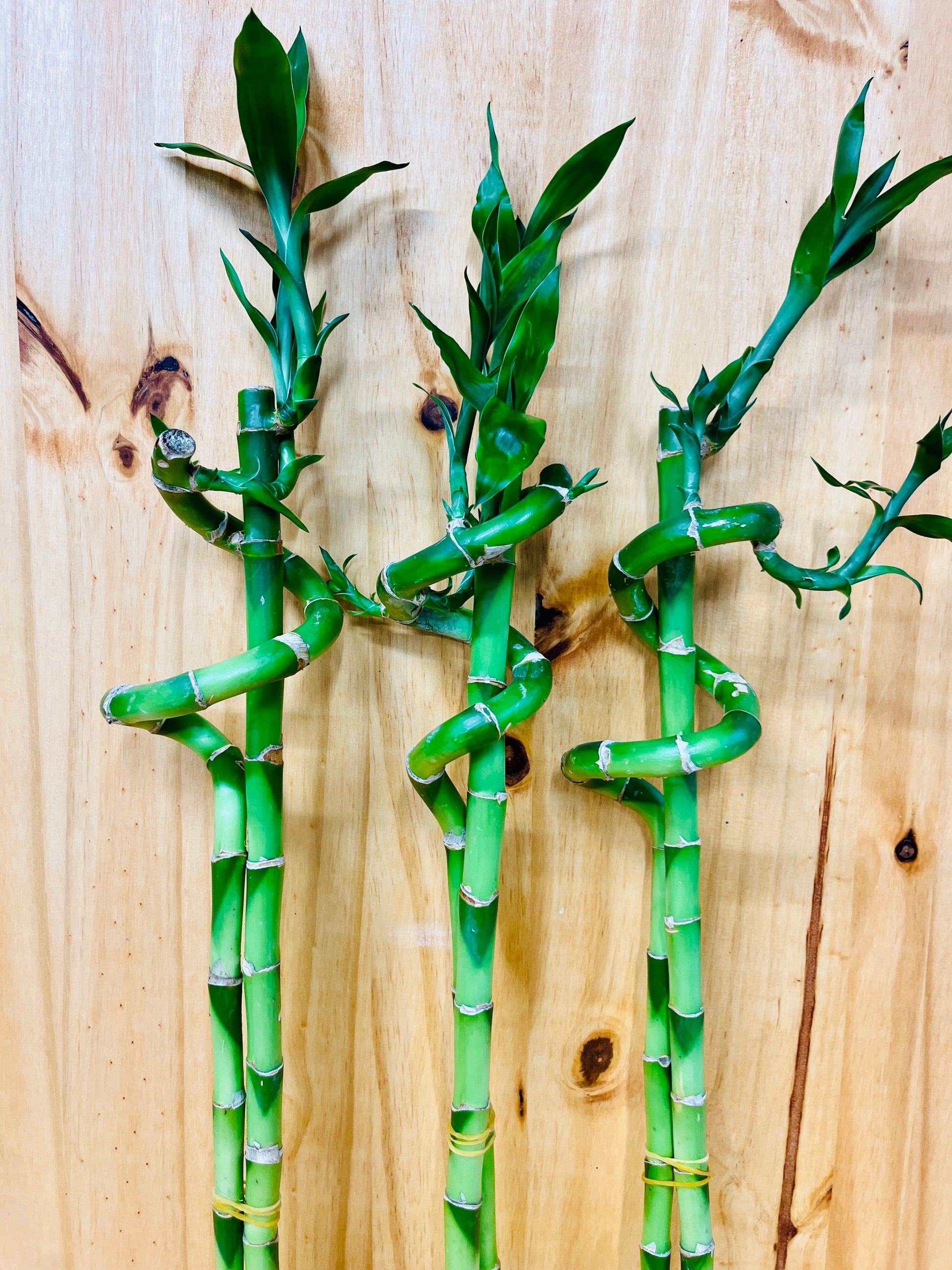 dracaena 18 spiral Live Lucky Bamboo 18” Spiral & Straight Combination