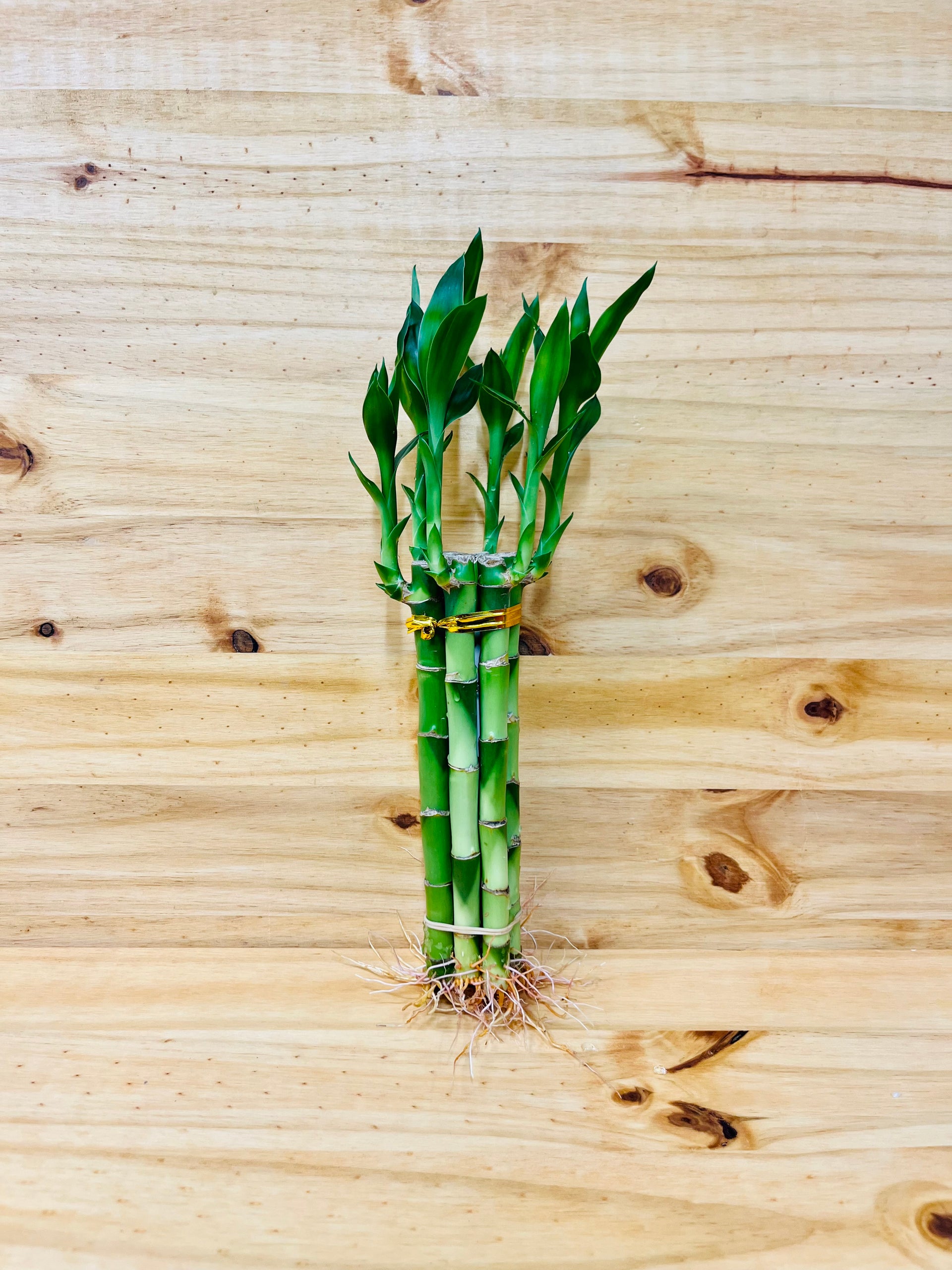 carbeth plants 3 x lucky bamboo 40cm straight stems 8” Lucky Bamboo Plants 5 Stem Arrangements – Houseplants New York LLC