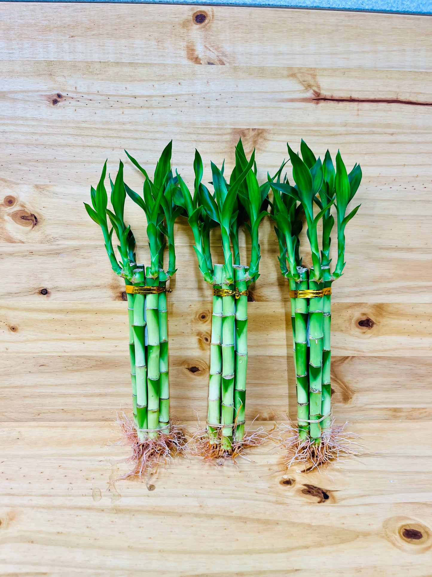 where to buy bamboo plants for indoors 8” Lucky Bamboo Plants 5 Stem Arrangements – Houseplants New York LLC