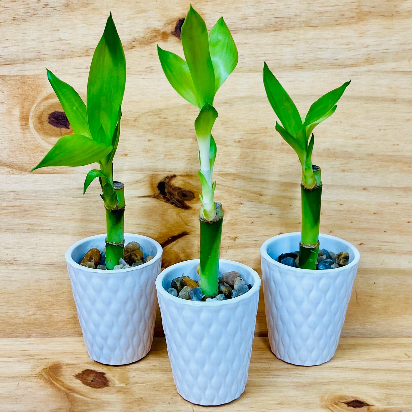 4” Live Lucky Bamboo Plant in White Ceramic Vase