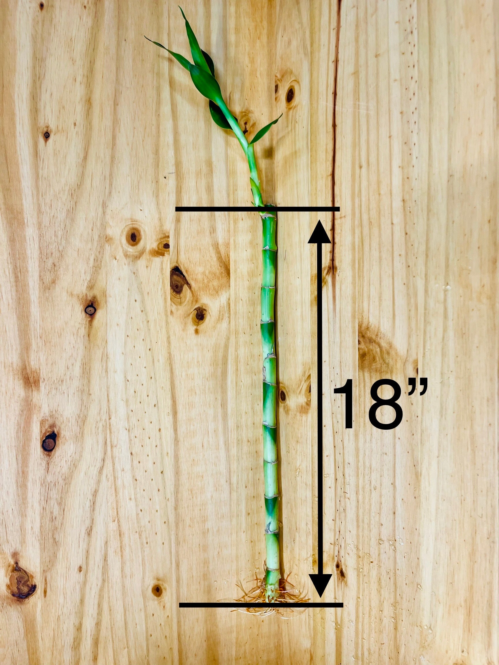 18 stalks lucky bamboo Live Lucky Bamboo 18” Plants – Houseplants New York LLC