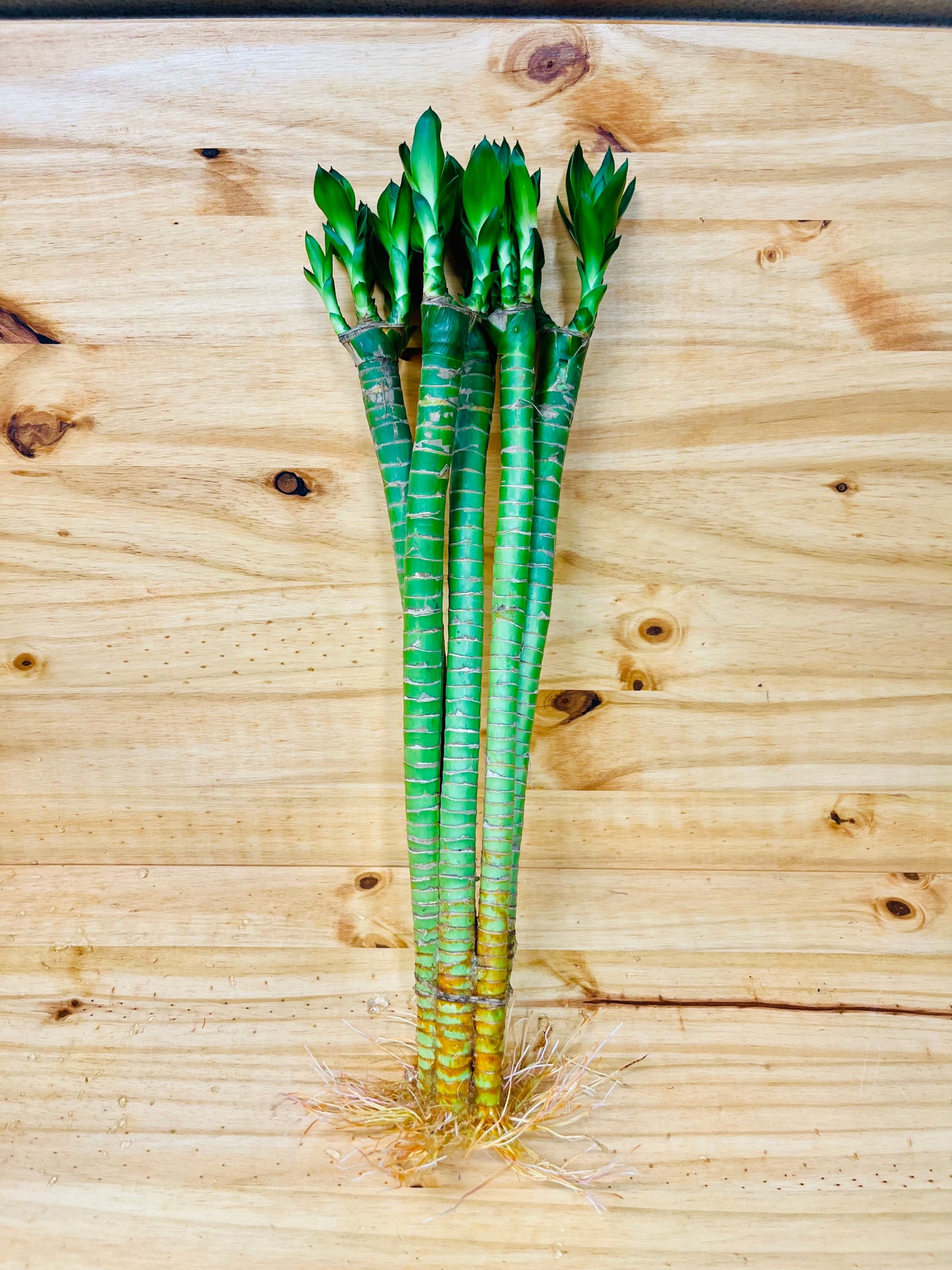 Lotus Lucky Bamboo 16” Stalks