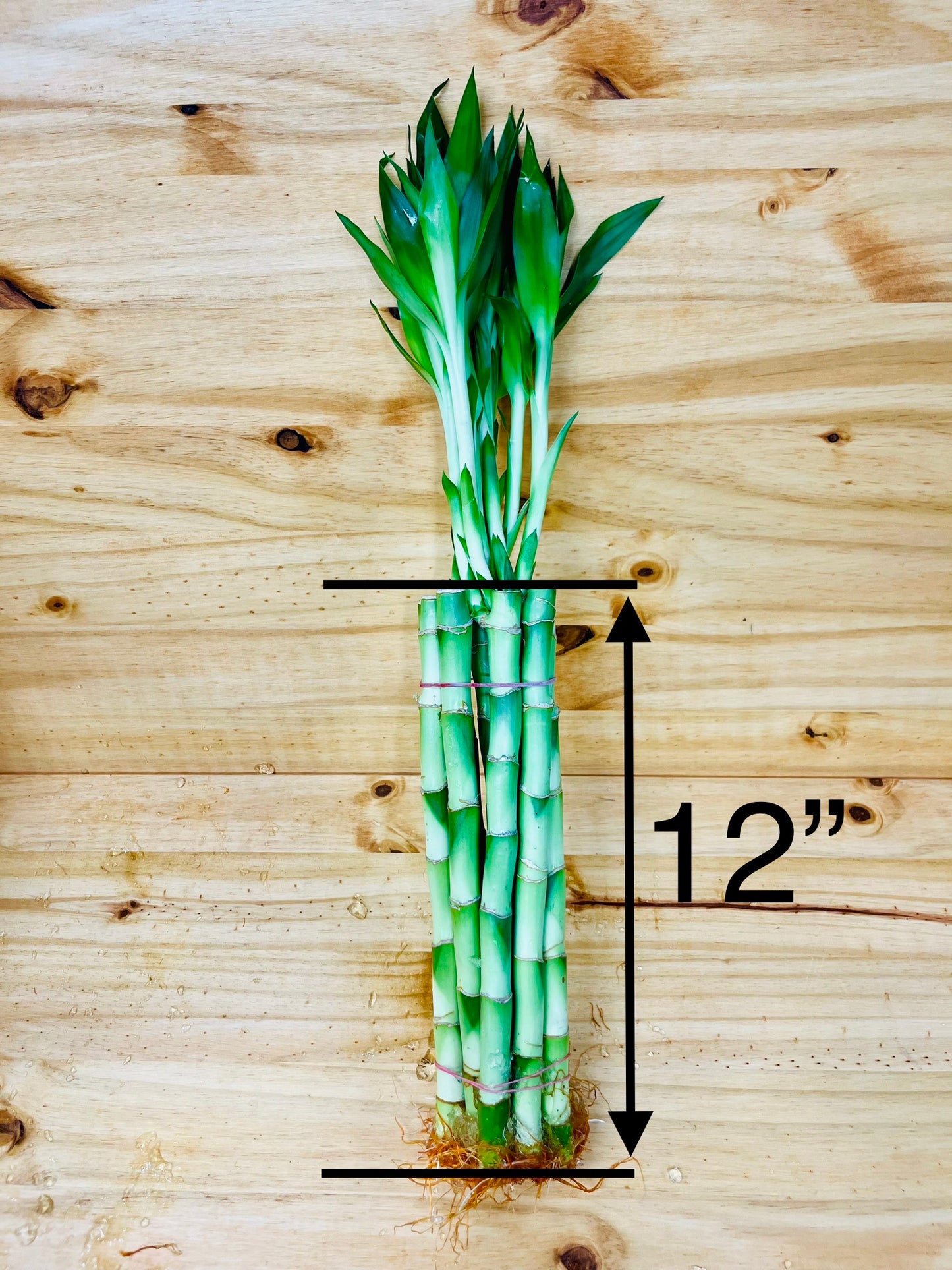 Paquete Lucky Bamboo 10 - Tallos de 6”