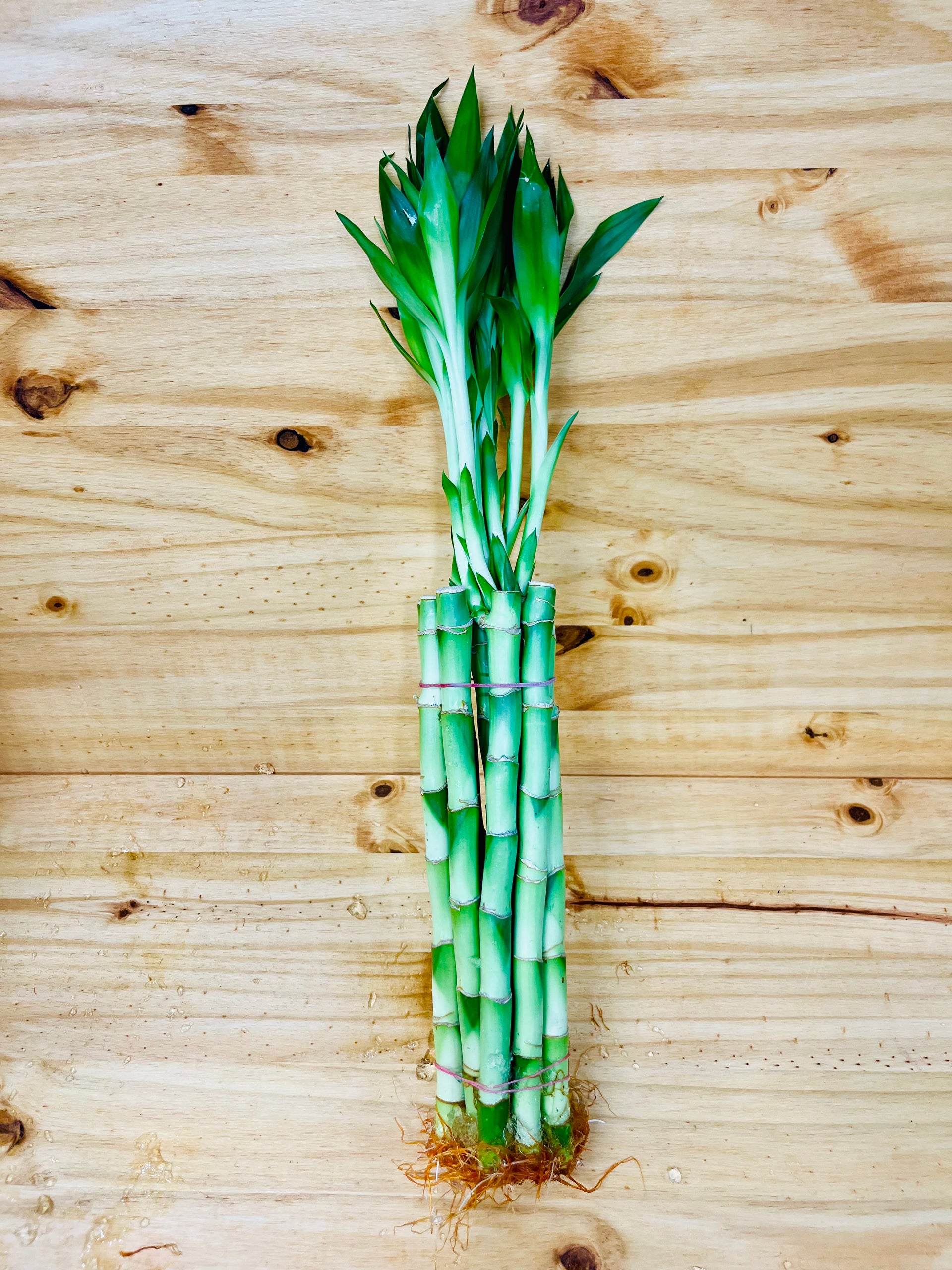 lucky bamboo mitre 10 Live Lucky Bamboo 10” Plants – Houseplants New York LLC