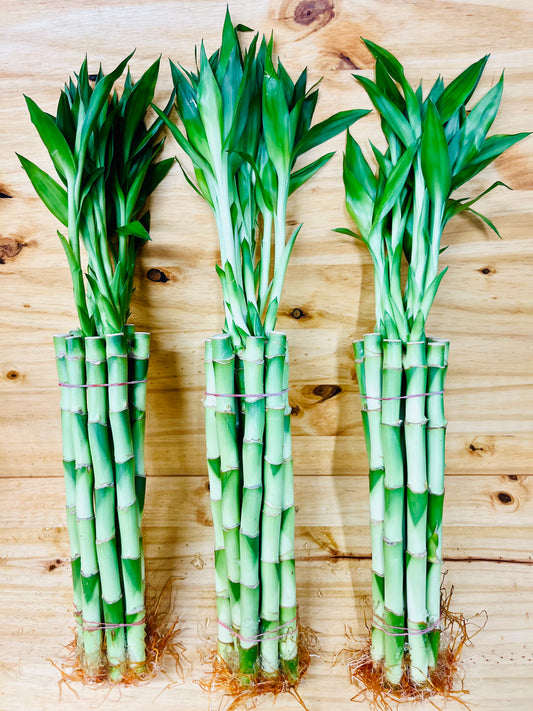 Paquete Lucky Bamboo 10 - Tallos de 6”