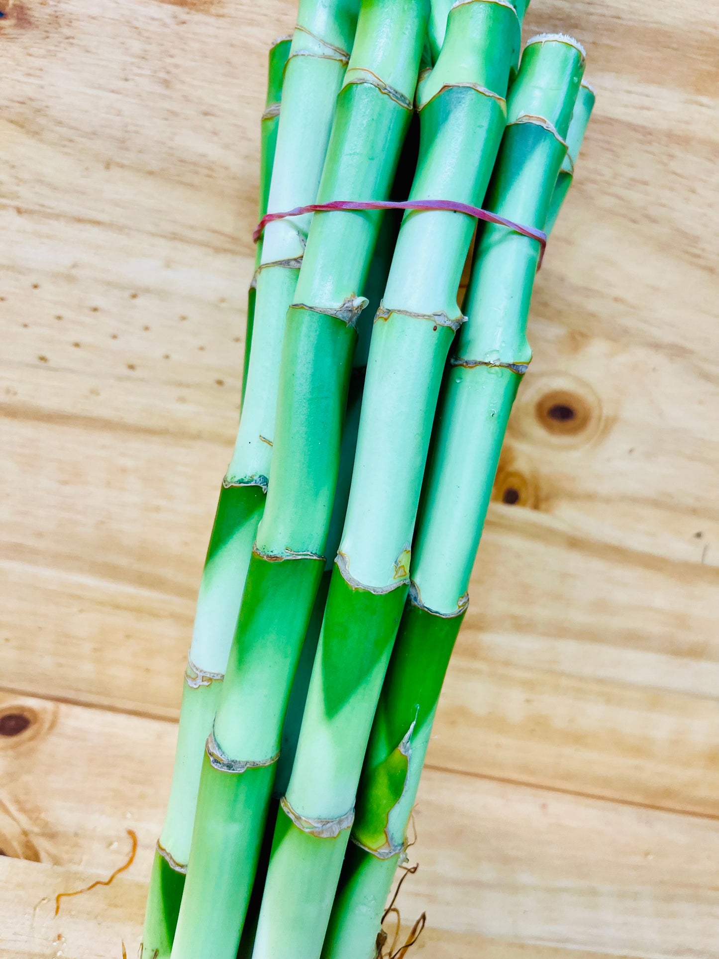 Paquete Lucky Bamboo 10 - Tallos de 6”