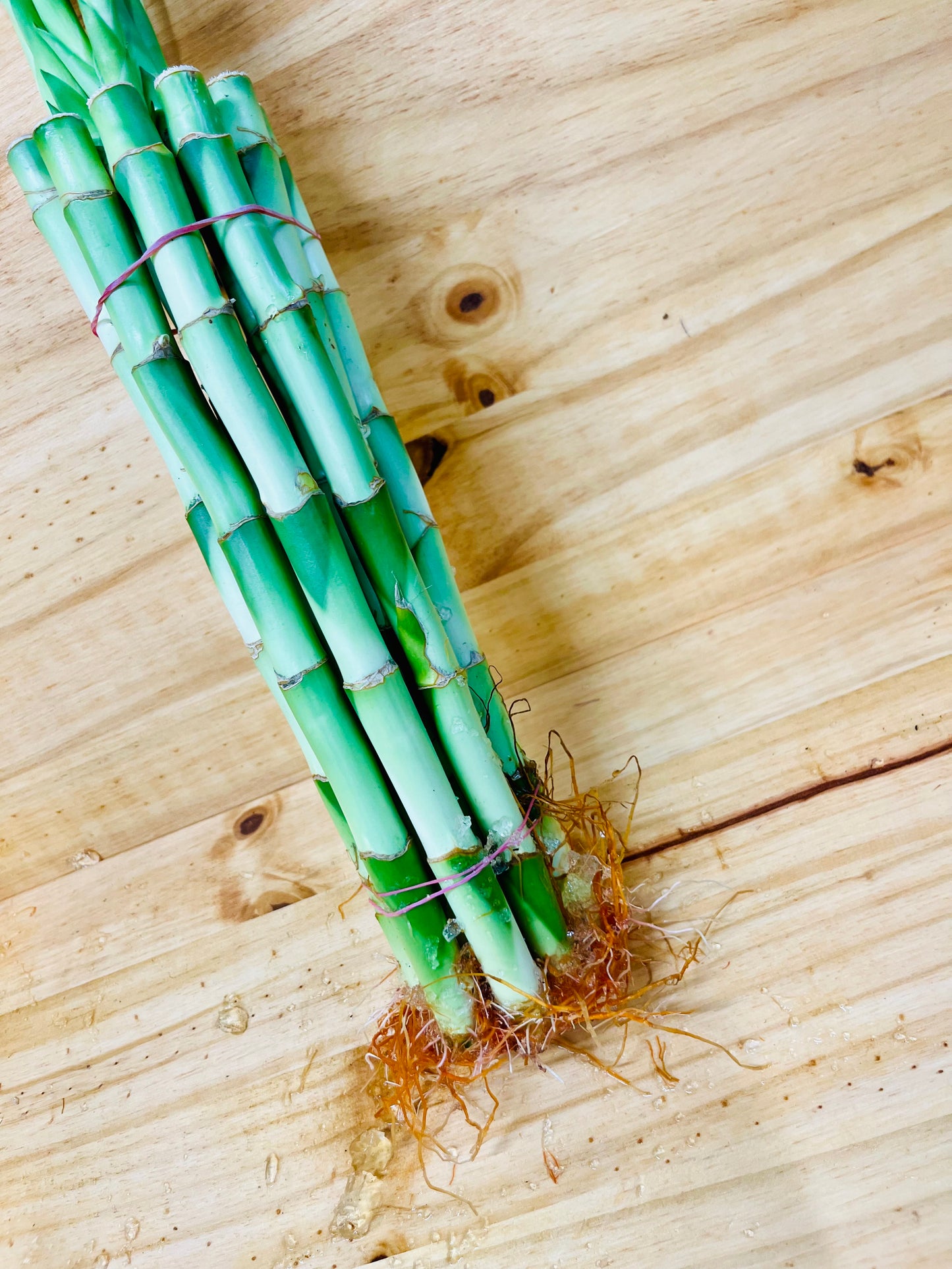 Paquete Lucky Bamboo 10 - Tallos de 6”