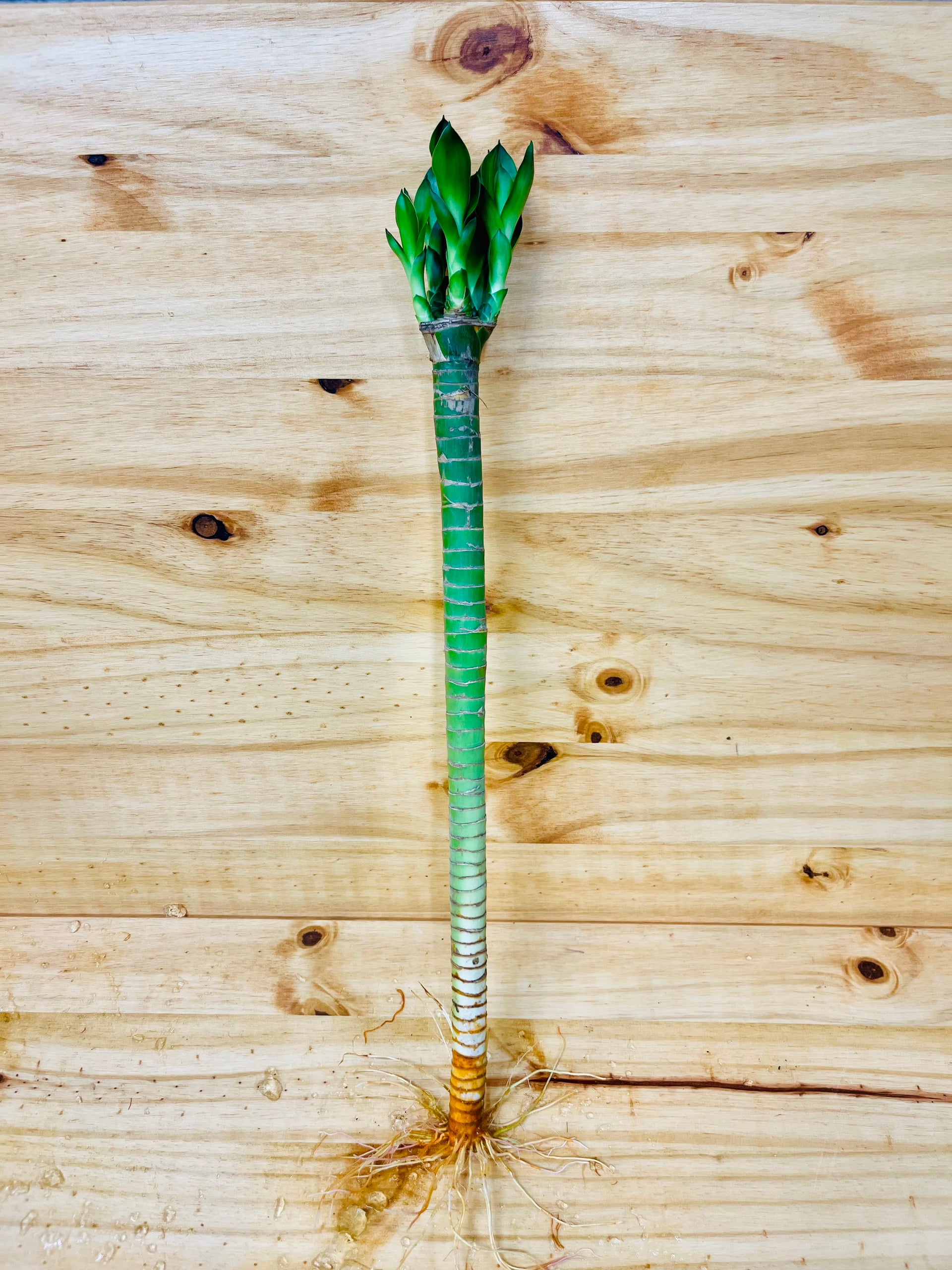 lucky bamboo plant stalks Lotus Lucky Bamboo 16” Stalks – Houseplants New York LLC