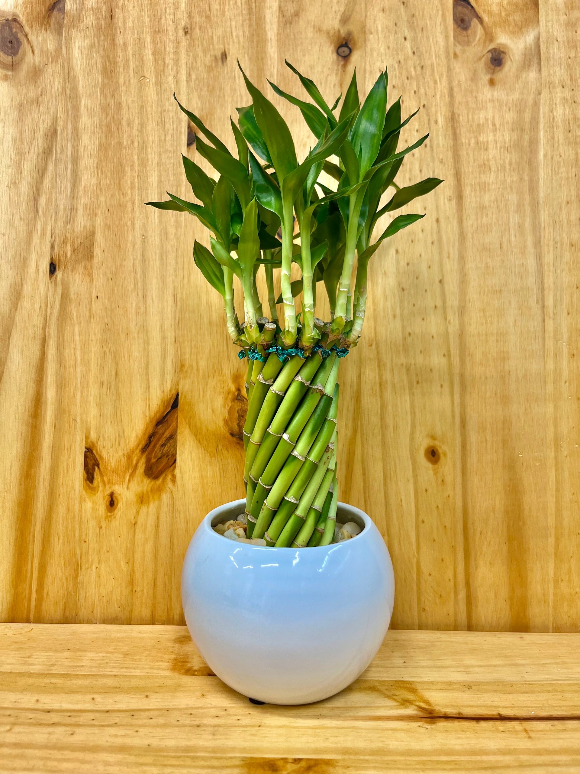 lucky bamboo decoration Live Lucky Bamboo Twisted Circle in White Ceramic Vase – Houseplants New York LLC