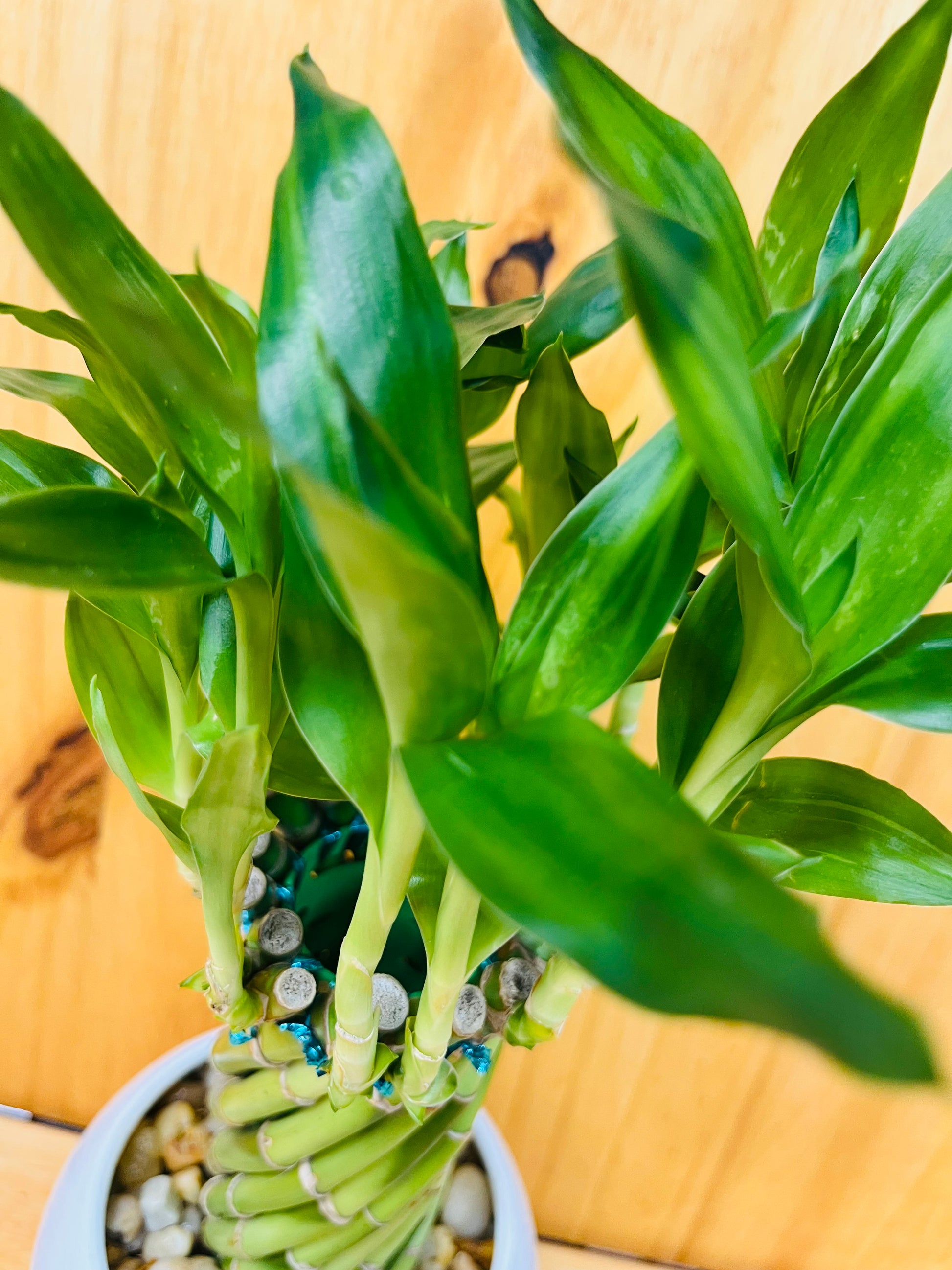 lucky bamboo forum Live Lucky Bamboo Twisted Circle in White Ceramic Vase – Houseplants New York LLC