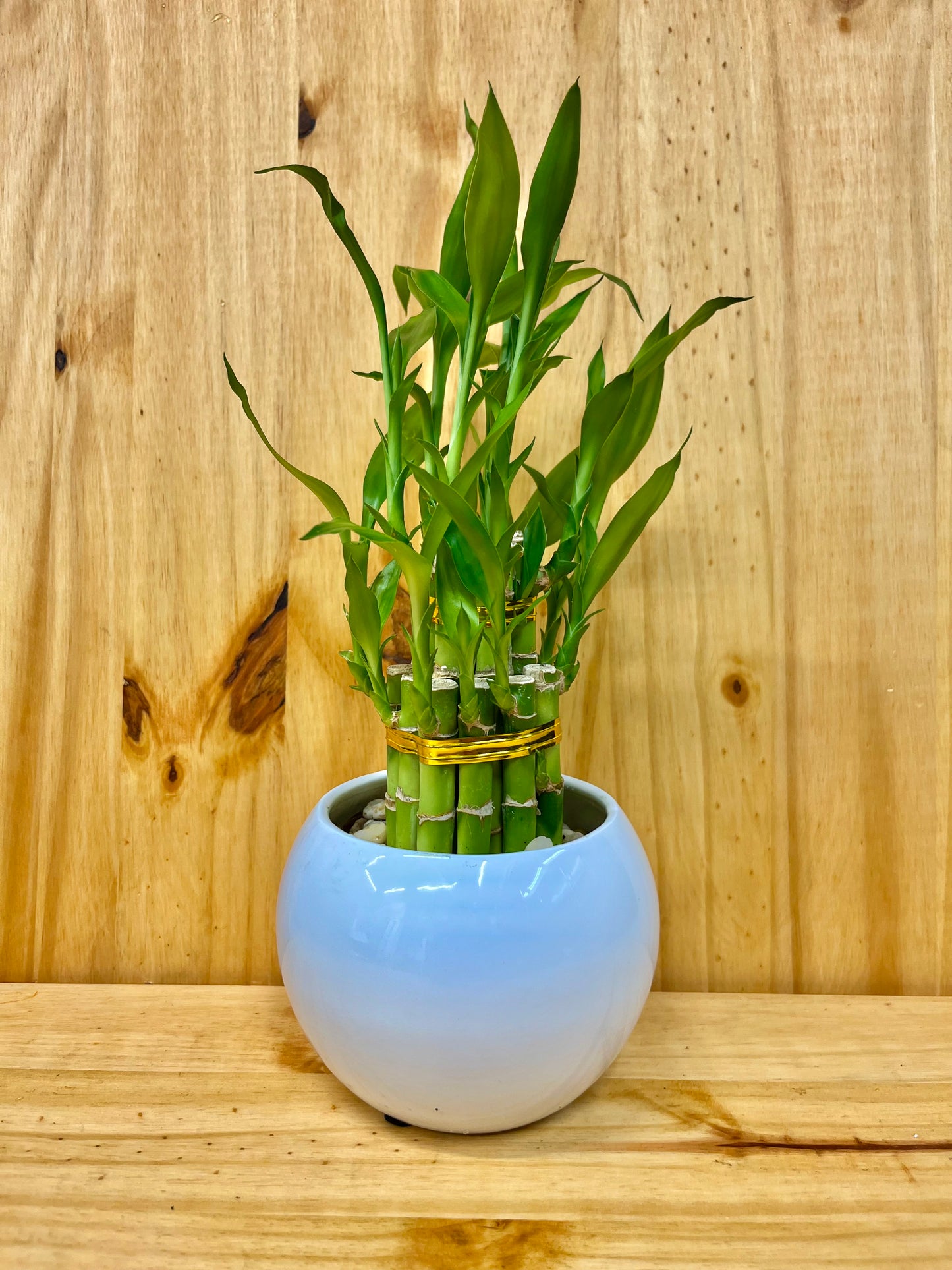 Live Lucky Bamboo Plant Two Tier Arrangements in Ceramic Vase