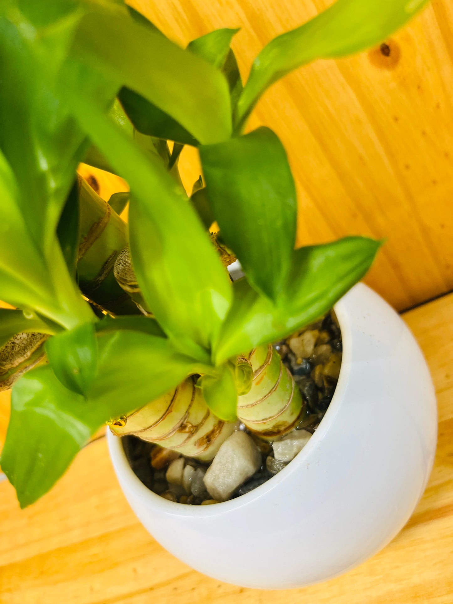 Lucky Lotus Bamboo in White Ceramic Vase