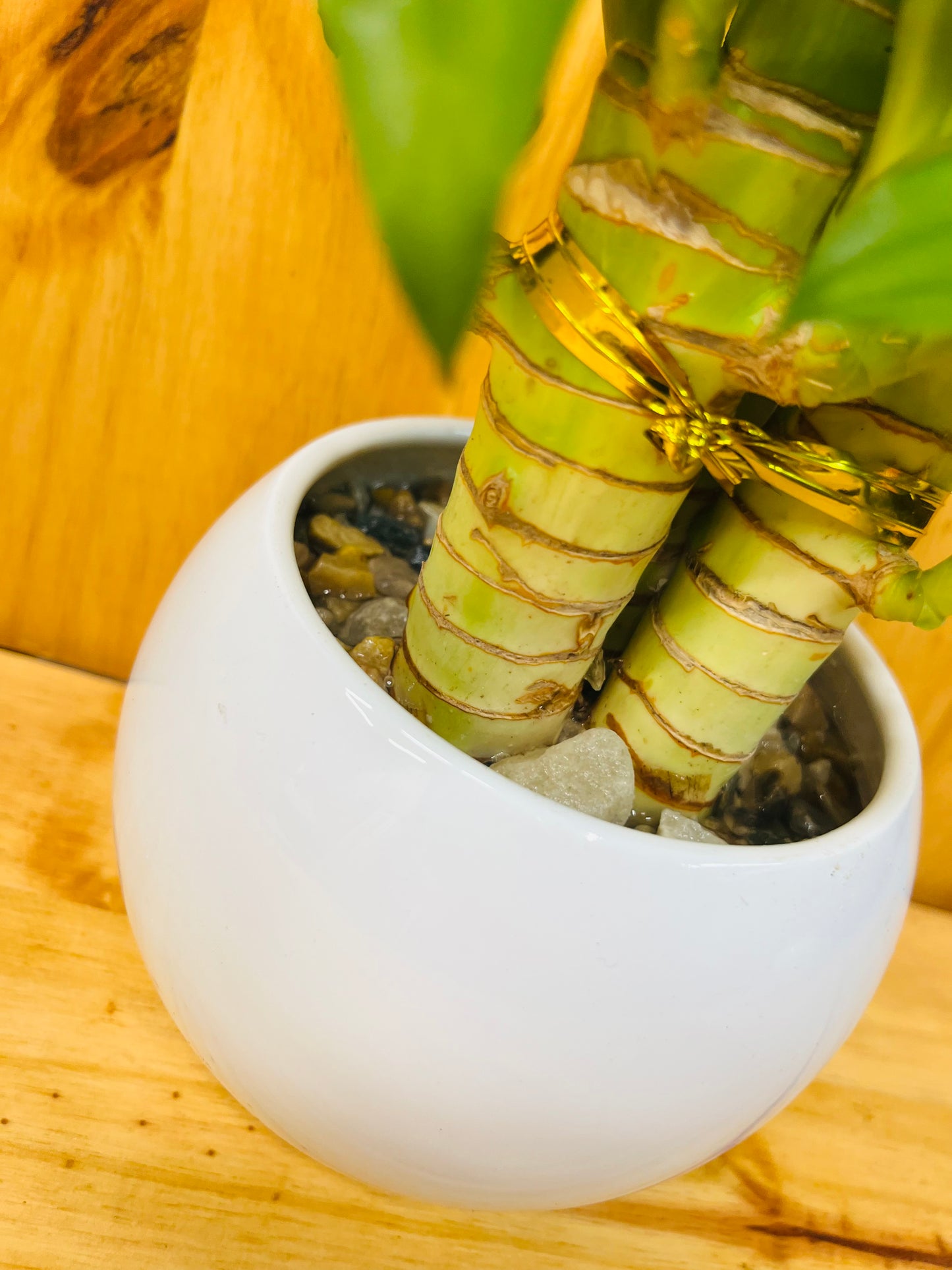 Lucky Lotus Bamboo in White Ceramic Vase