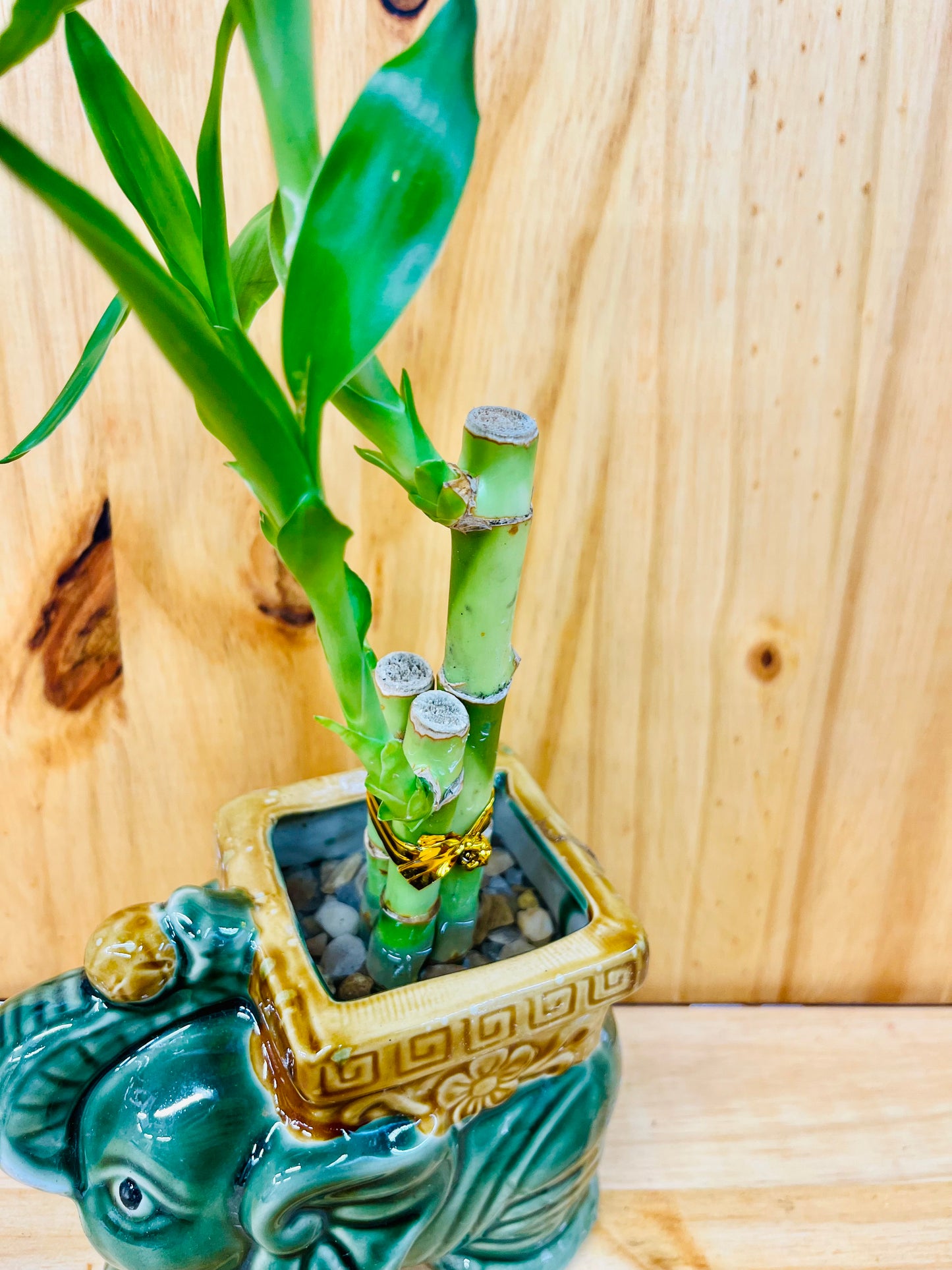 Lucky Bamboo Square Elephant in Ceramic Vase