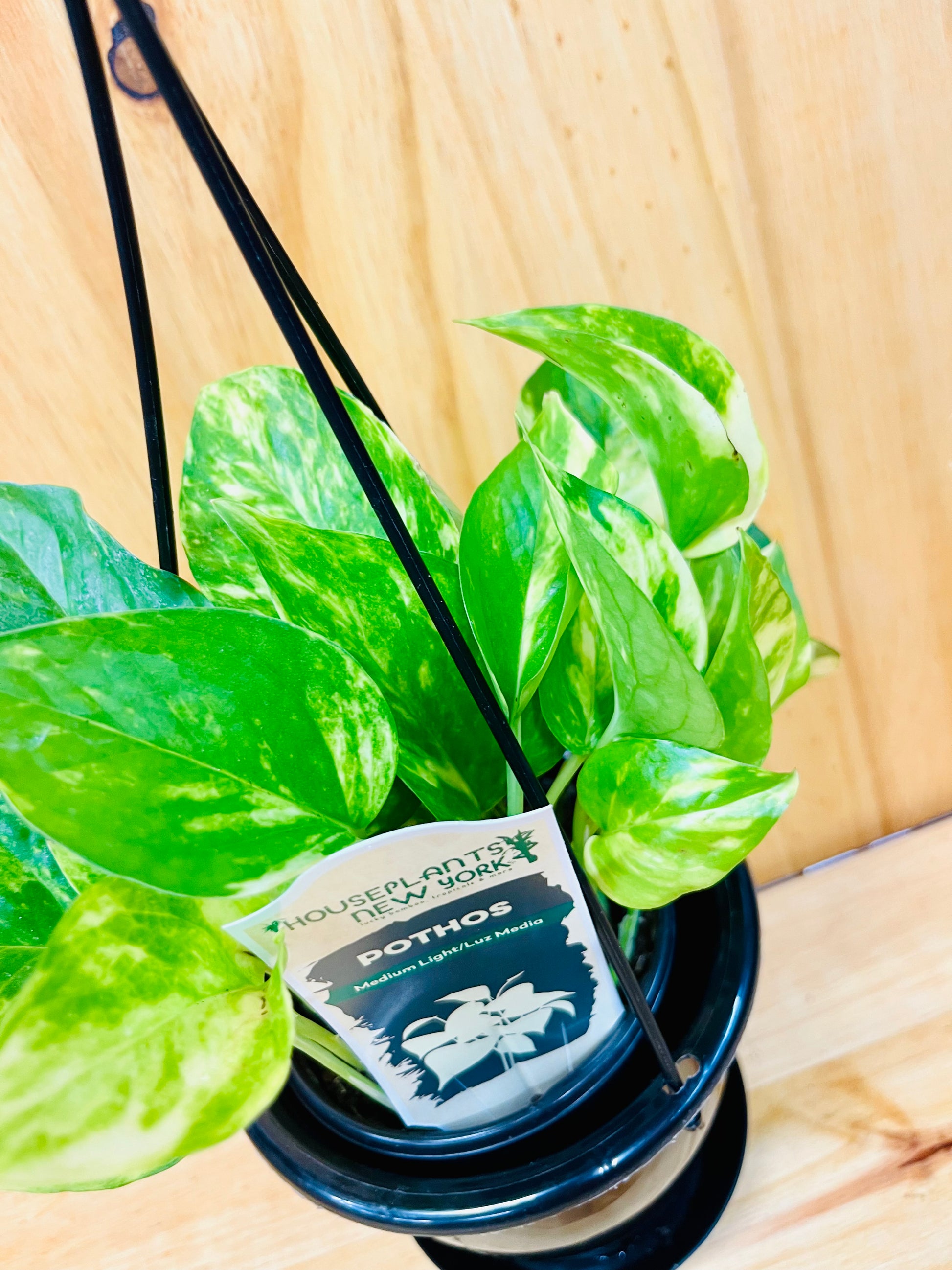 golden pothos lucky plant Pothos Golden 4” Hanging Basket – Houseplants New York LLC