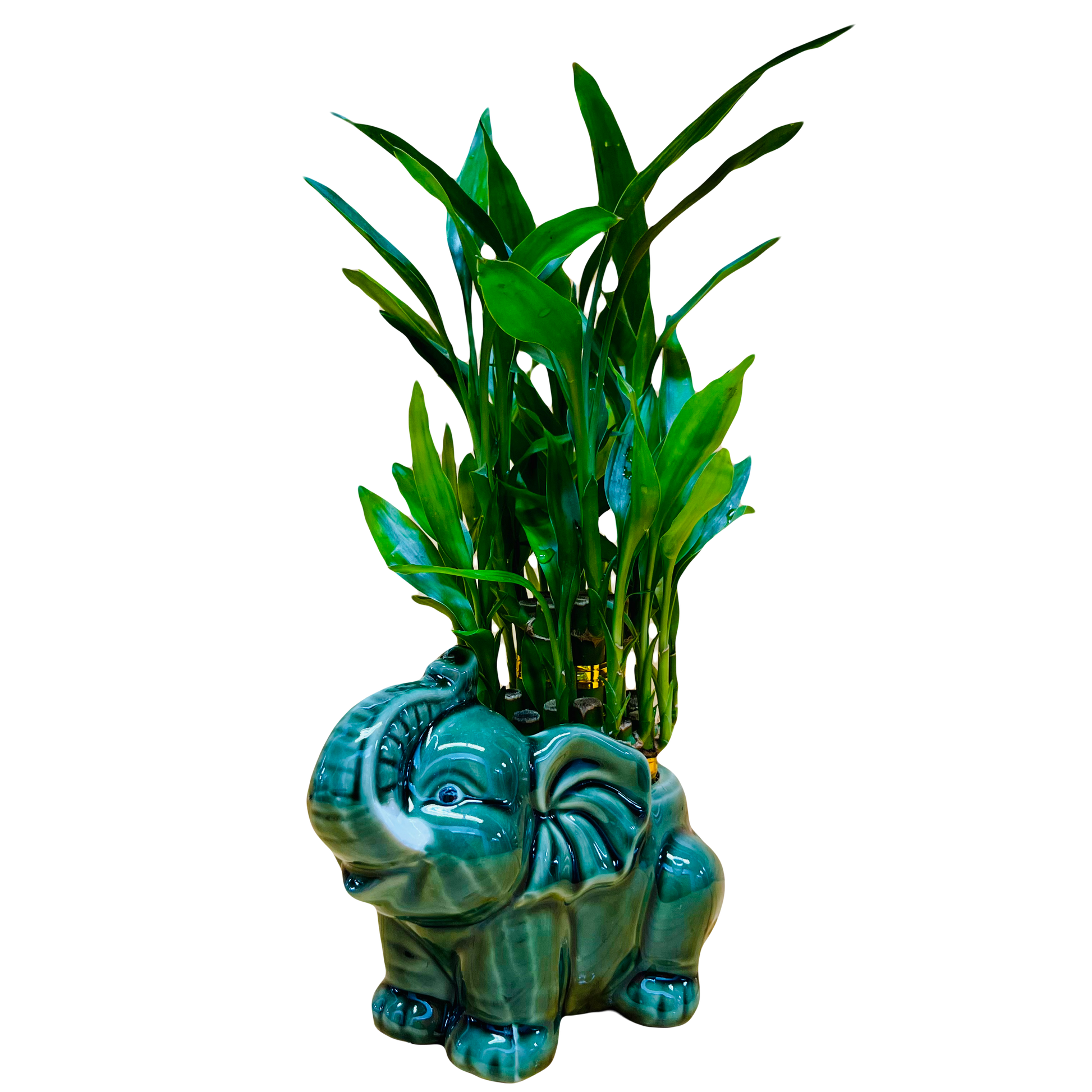 lucky bamboo elephant vase Live Lucky Bamboo Two Tier Plant in Elephant Ceramic Vase