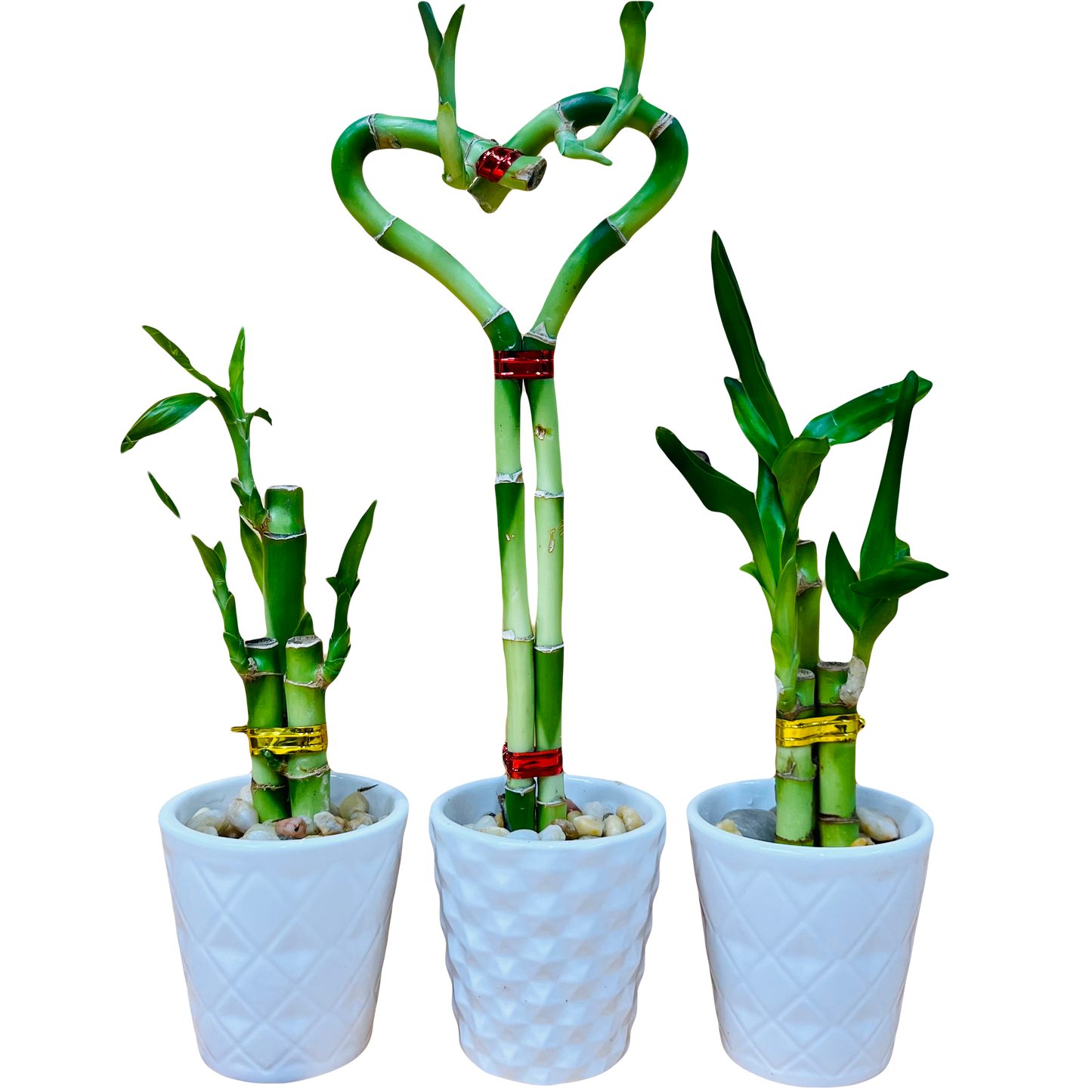 3 Pack Live Lucky Bamboo Heart Shape in Ceramic Vases