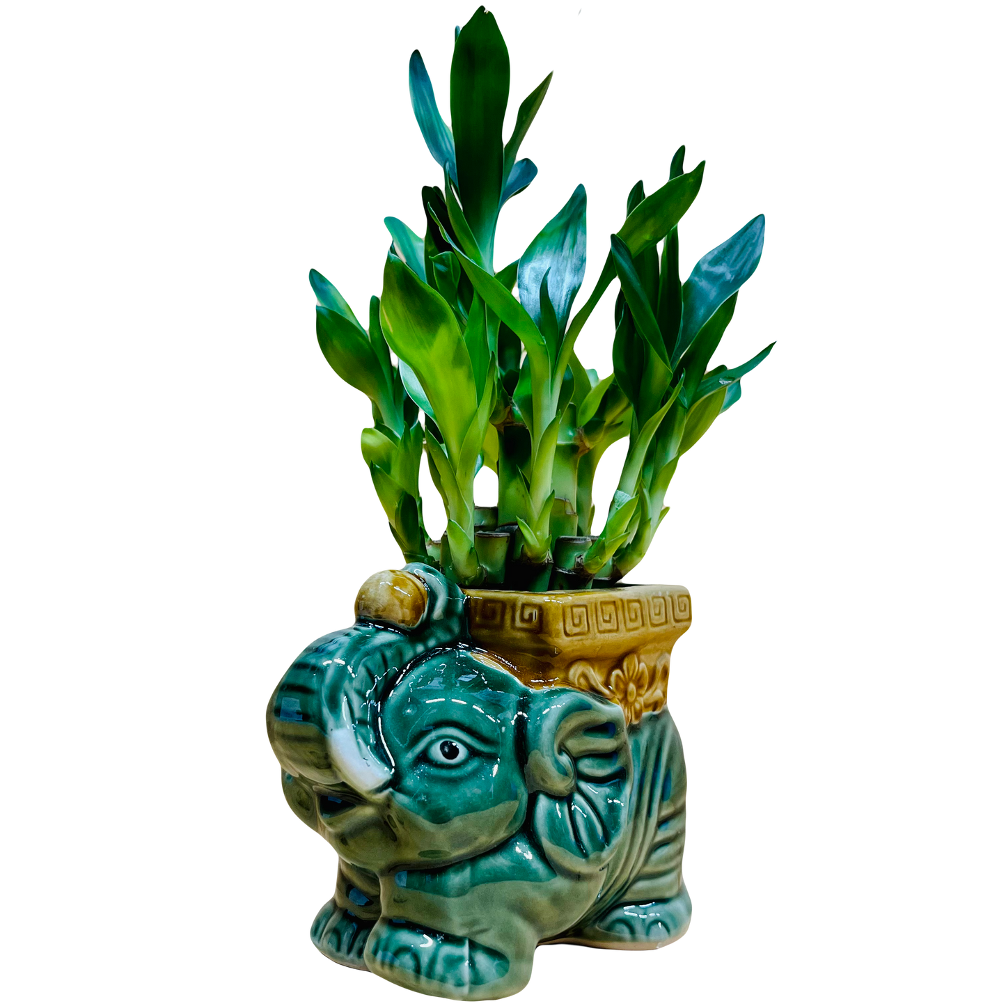 Live Lucky Bamboo Two Tier Plant in Elephant Ceramic Vase