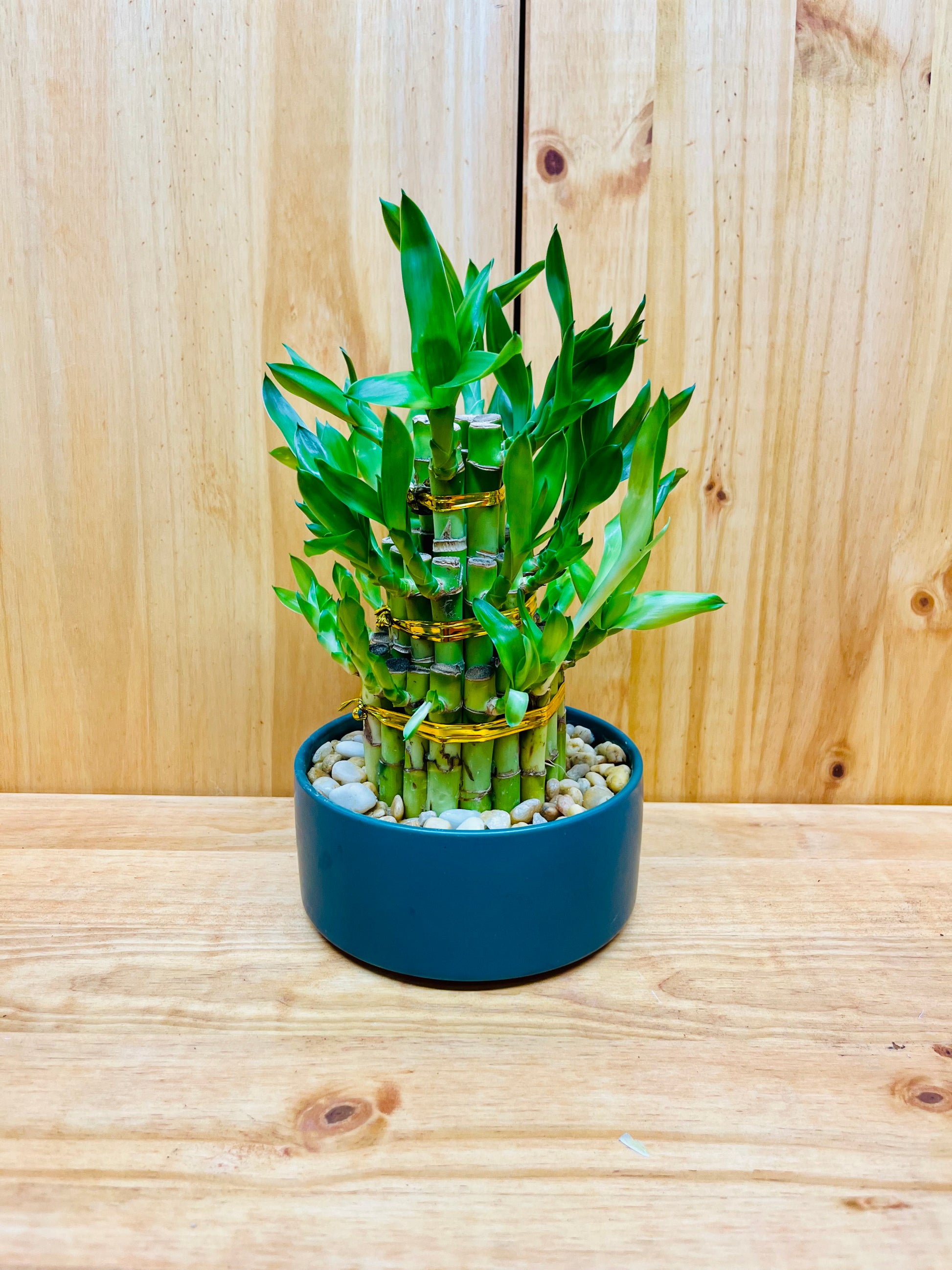 Live Lucky Bamboo Three Tier Tower in Blue Vase, easy care houseplant