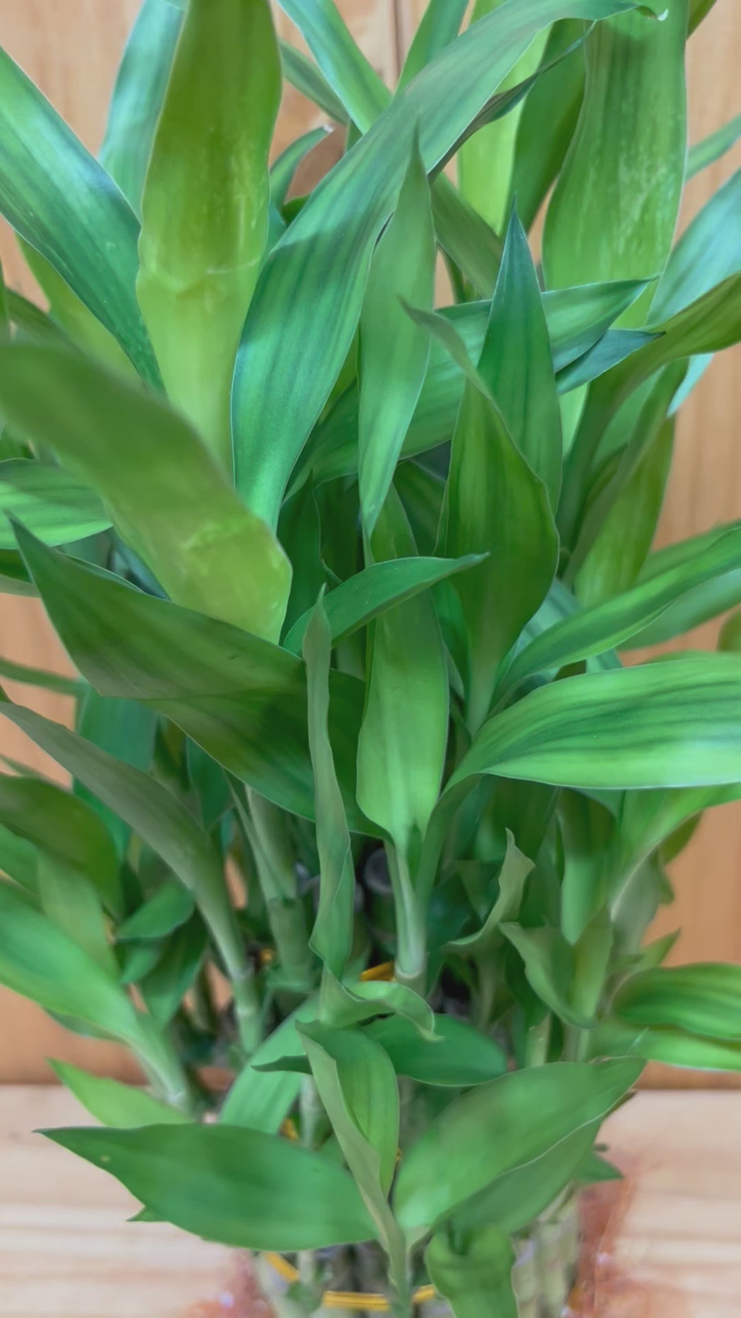 Lucky Bamboo Three Tier Tower - By Houseplants New York LLC