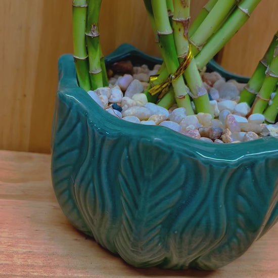 Braided Lucky Bamboo in Green Round Pot with River Pebbles