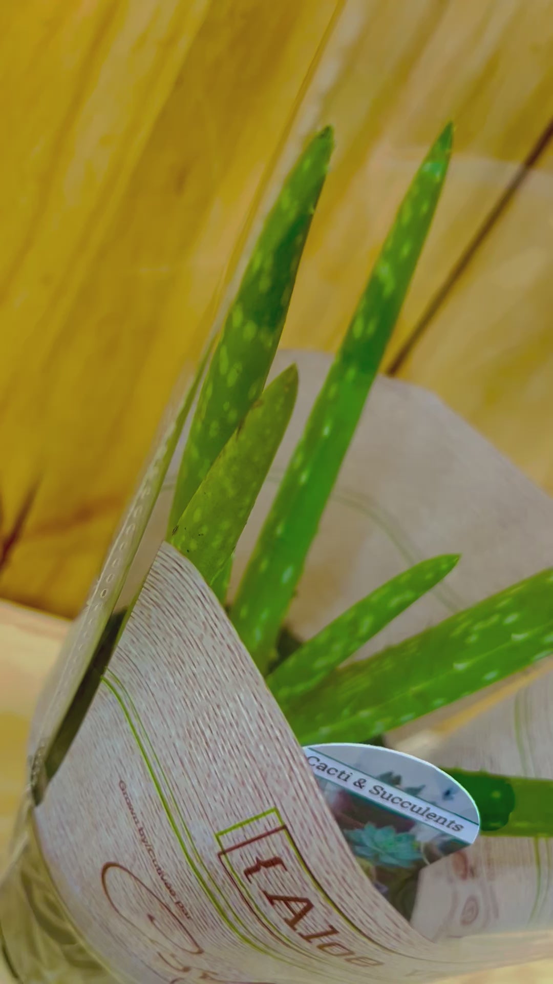 Aloe Vera 4